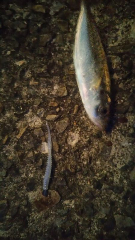 大阪湾南港アジング　夕まずめ